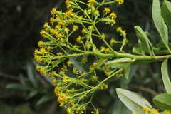 Pentacalia huilensis
