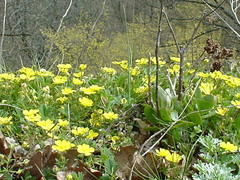 Potentilla pusilla