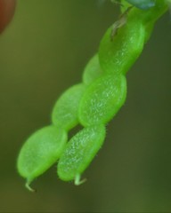 Bouffordia dichotoma