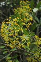 Pentacalia huilensis