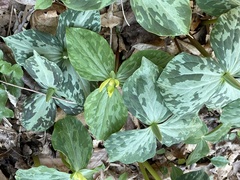 Trillium luteum