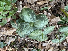 Trillium luteum