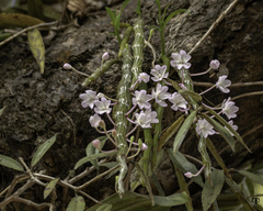 Dendrobium crepidatum