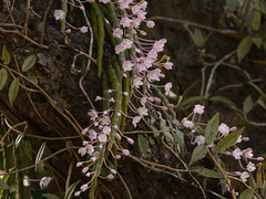 Dendrobium crepidatum