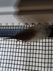 Rentinus dilatatus