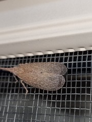 Rentinus dilatatus