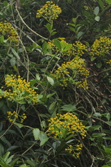 Pentacalia huilensis