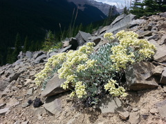 Eriogonum androsaceum