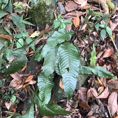 Leptochilus decurrens