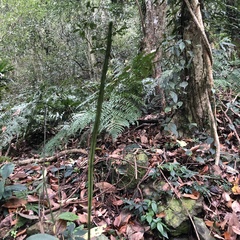 Leptochilus decurrens