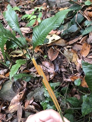 Leptochilus decurrens