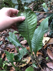 Leptochilus decurrens