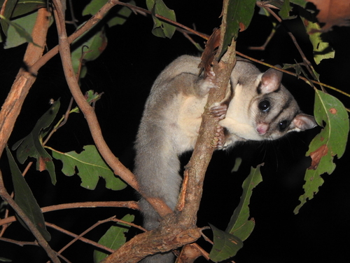 Petaurus breviceps Waterhouse, 1838