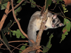 Sugar Glider photo 1