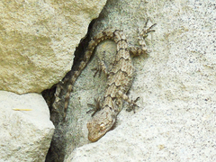 Mediodactylus heterocercus