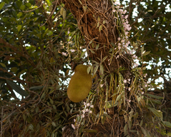 Dendrobium crepidatum