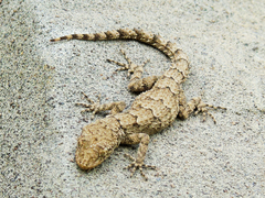 Mediodactylus heterocercus
