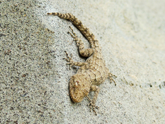 Mediodactylus heterocercus