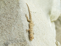 Mediodactylus heterocercus