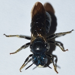Ceratina chalcites