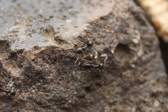 Ochetellus glaber