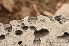 Ochetellus glaber
