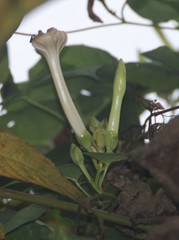 Ipomoea salsettensis