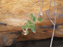 Teedia pubescens