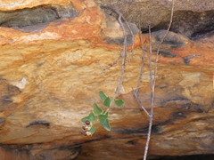 Teedia pubescens