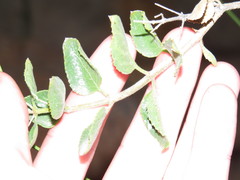 Teedia pubescens