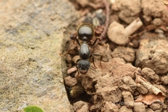 Messor aciculatus