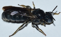Ceratina chalcites