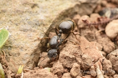 Messor aciculatus