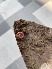 Trigoniulus corallinus