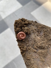 Trigoniulus corallinus