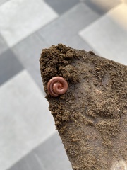 Trigoniulus corallinus