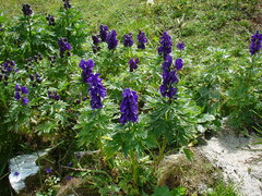 Aconitum tauricum