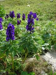 Aconitum tauricum