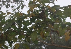 Ipomoea salsettensis