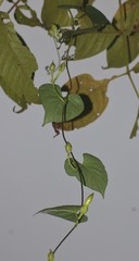 Ipomoea salsettensis