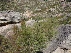 Phylica nervosa