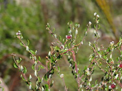 Phylica nervosa