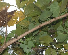 Ipomoea salsettensis