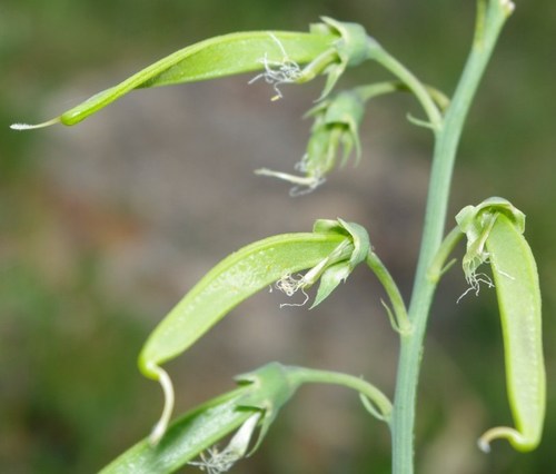 Lathyrus latifolius image