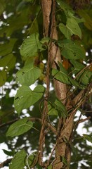 Ipomoea salsettensis