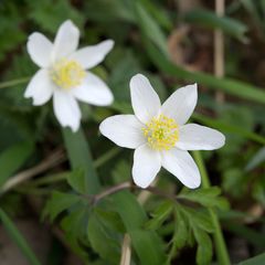 Anemonoides nemorosa