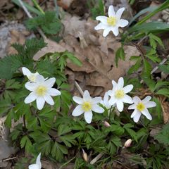 Anemonoides nemorosa