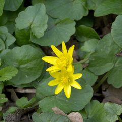 Ficaria verna