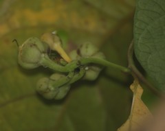 Ipomoea salsettensis