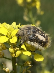 Tropinota squalida